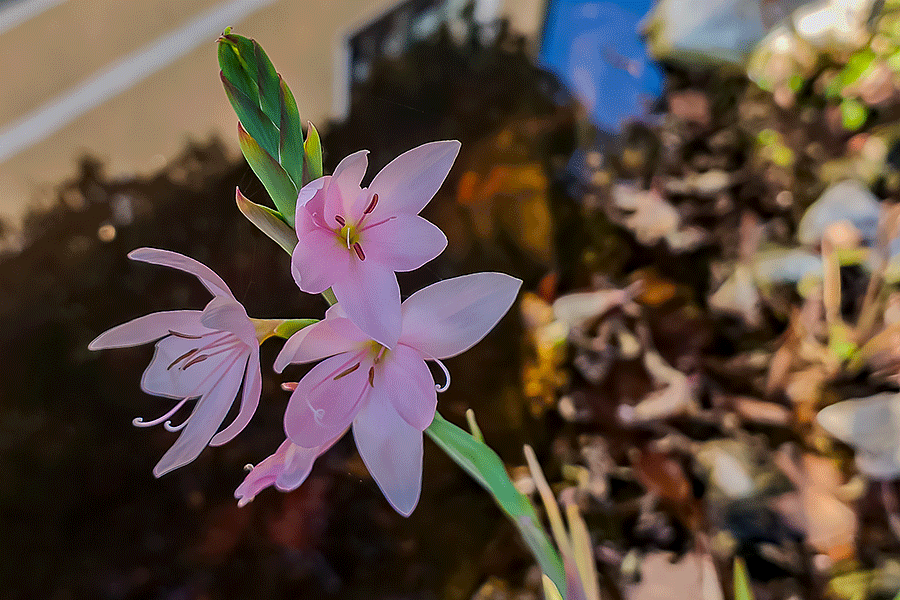 Unser Garten: Kaffernlilie blüht an unserem Vorgarten Biotop - Fotos JoSt   2025